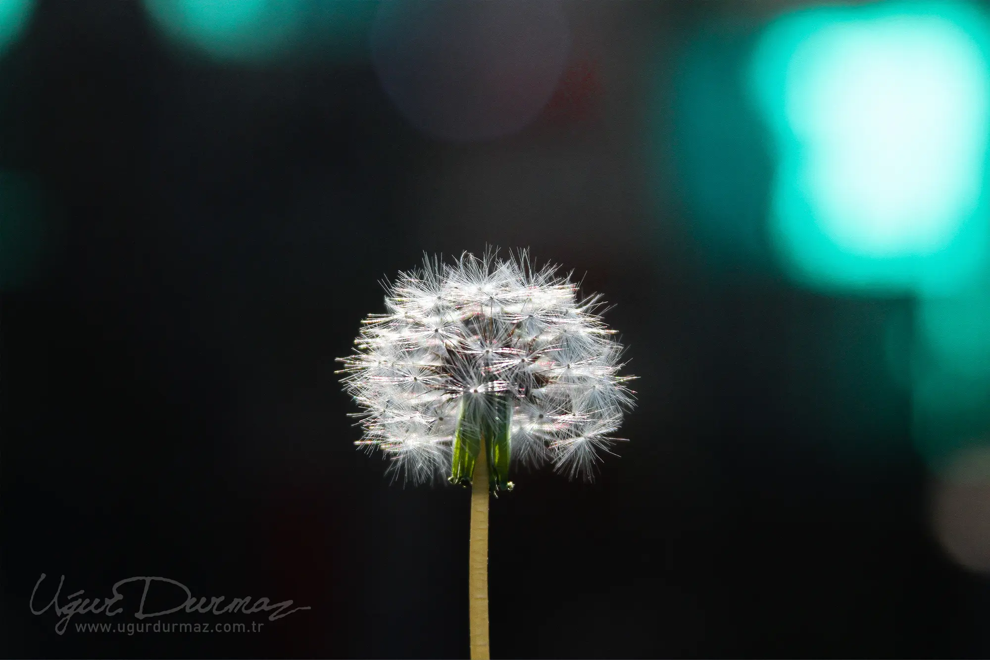 Bokeh ışıklar önünde karahindiba